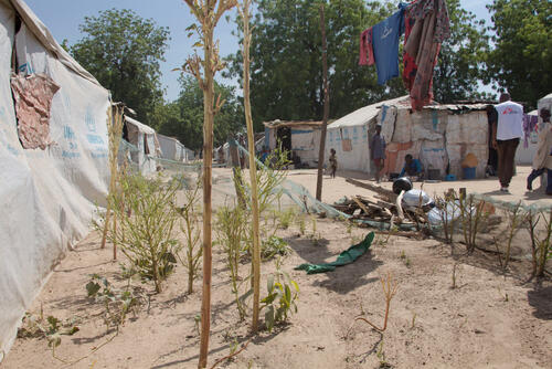 مخيم للنازحين في باما في شمال شرق نيجيريا