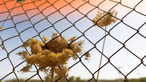 Stranded inside the fence, the struggle to grow or survive despite being constrained.
Mesay*, 27, from Ethiopia
