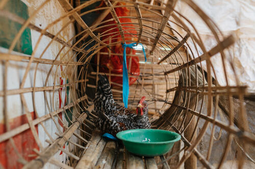 10 A chicken in a makeshift coup in front of a makeshift shelter