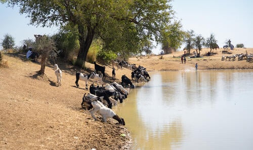 أنشطة أطباء بلا حدود في جنوب السودان