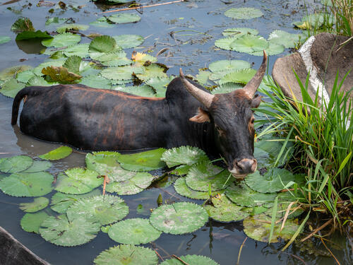 Bull searching for food among the floodwaters