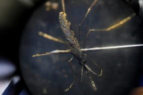Venezuela: How studying mosquito behavior help bring down malaria in Sucre state