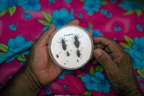 Fatal Neglect Chagas Seamus Murphy