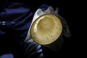 Venezuela: How studying mosquito behavior help bring down malaria in Sucre state