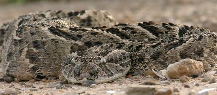 Snake in South Sudan.png