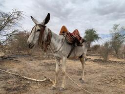 Providing Healthcare To Neglected Population - Jebel Marra