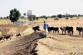 Cattle near the artificial lake in Pulka