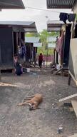 Hundreds of migrants arrive at reception centres after travelling through Darien jungle_INT