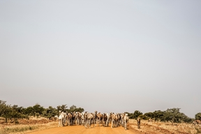 Vaccination campaign in Niger.